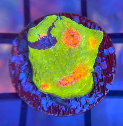 CCA Crayola Meltdown Chalice