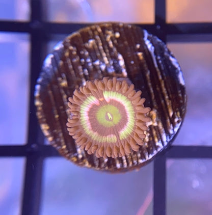 Radioactive Cat Eye Zoas