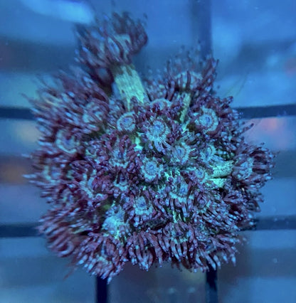 RRG Purple Glitter Goni
