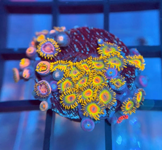 Rasta Zoas