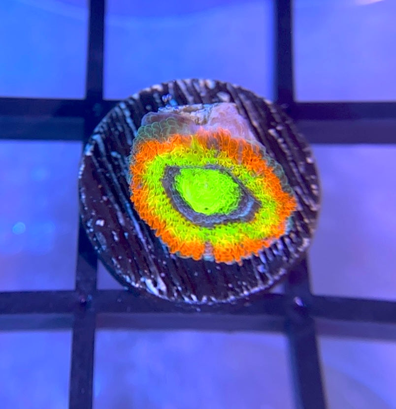 Holy Grail Micromussa