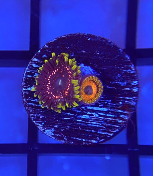 Psychosis Zoas