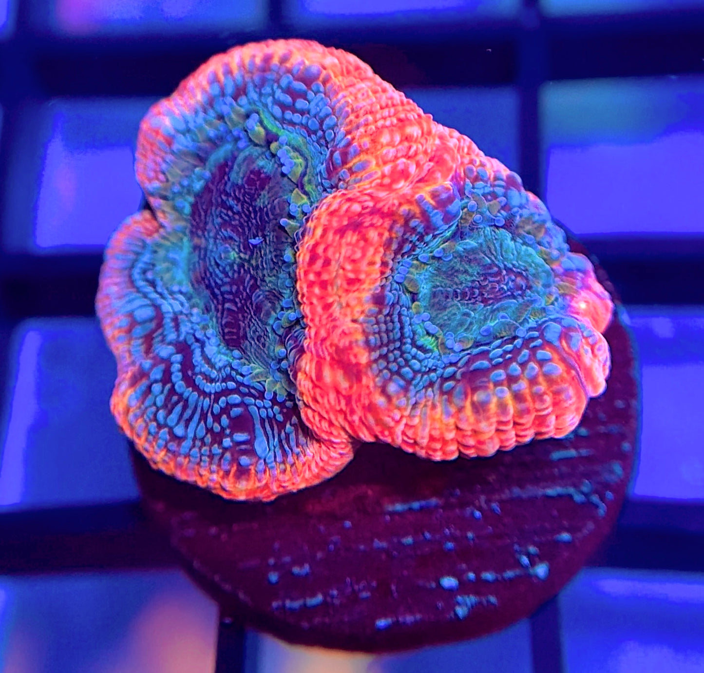 RRG Dragon's Breath Bower