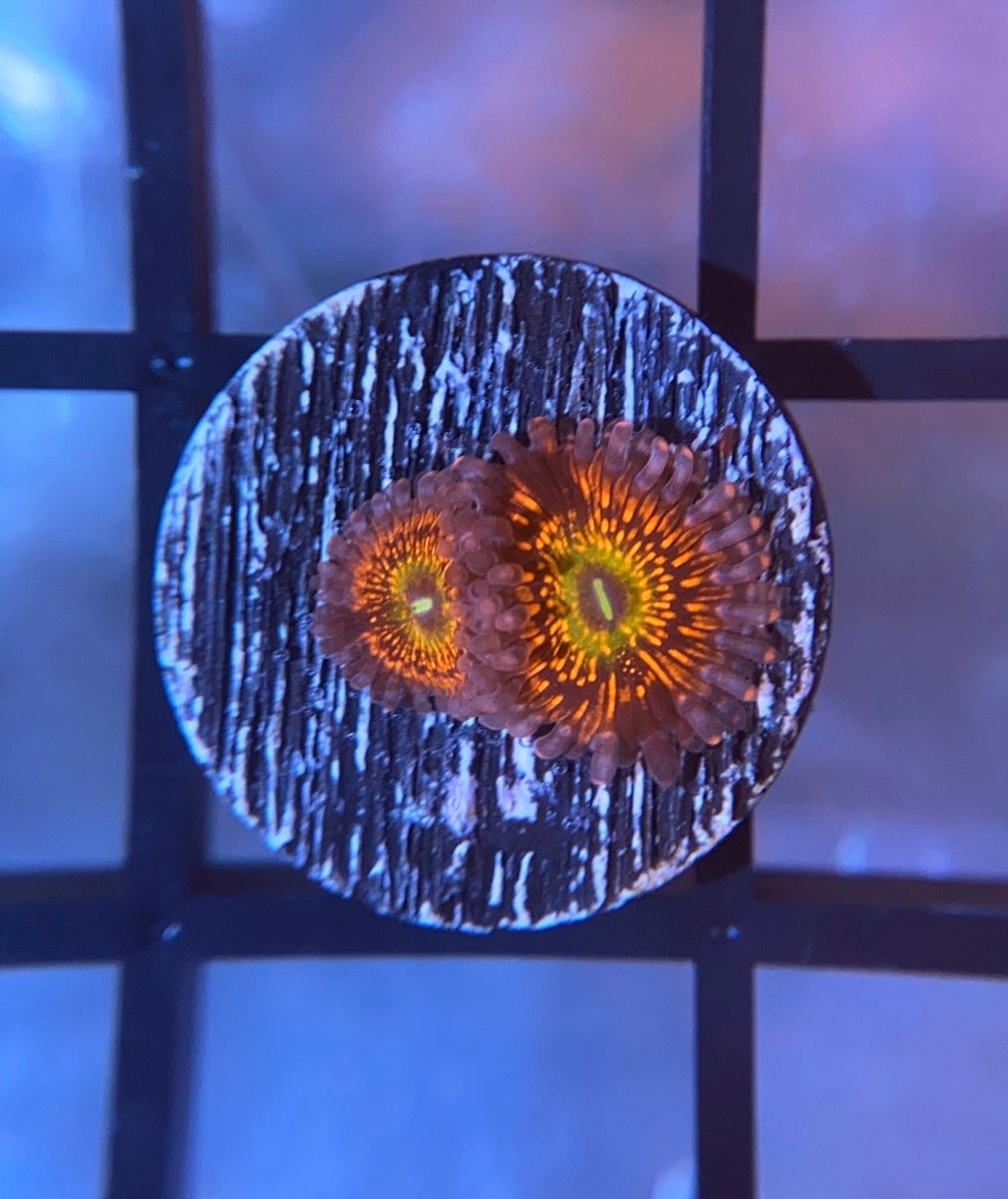 CB Krak Gods Zoas