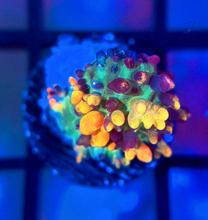 CB Fire Shroom