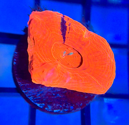 RRG Captain America Master Bower