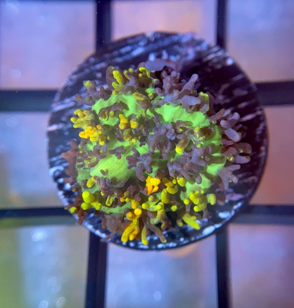 CB Fire Shroom