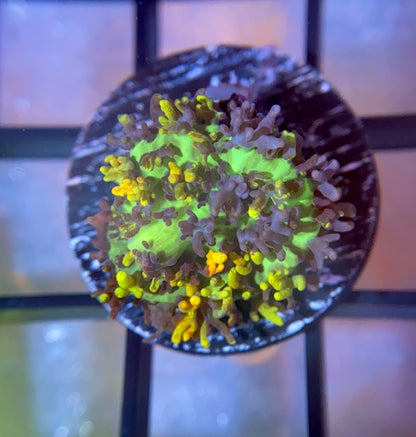 CB Fire Shroom