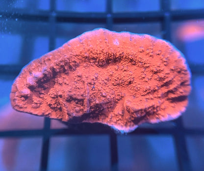 Red Monti Cap