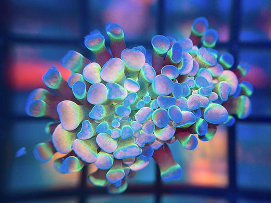 Hologram Hammer