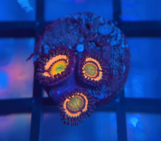 Citrus Cooler Zoas