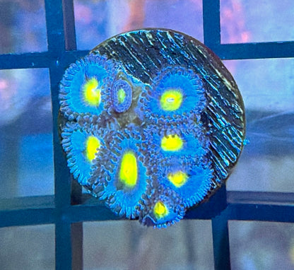 WWC AOI Zoas
