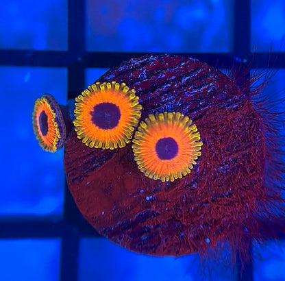 Great Owl Zoas