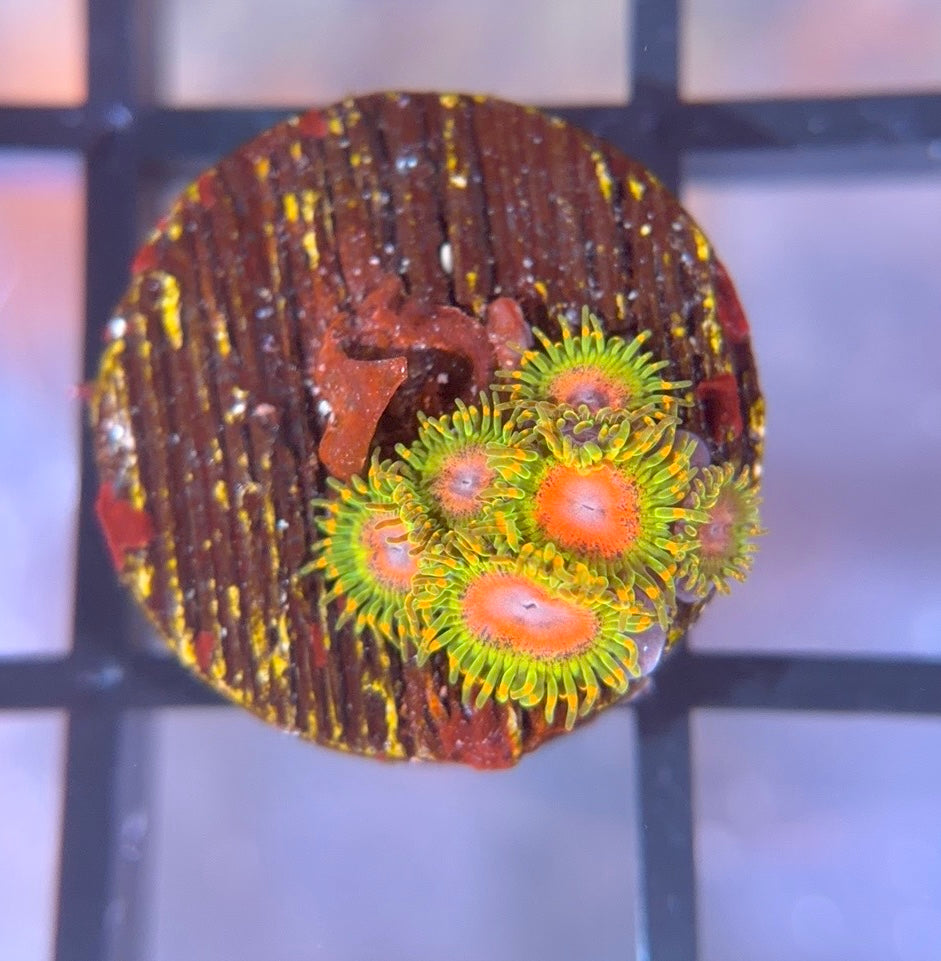 Awesome Blossom Zoas