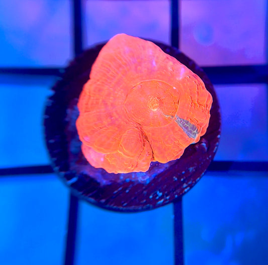 RRG Poison Apple Bowerbanki