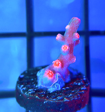 Strawberry Branching Cyphastrea