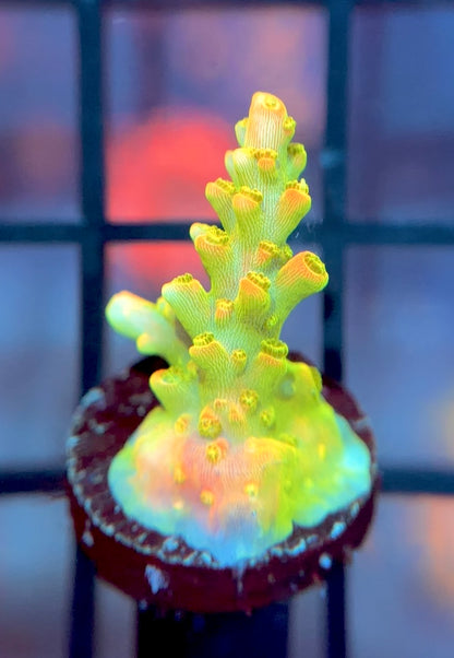 ARC Master Yoda Acro