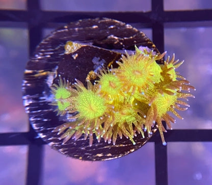 RRG Leprechaun Dust Glitter Goni