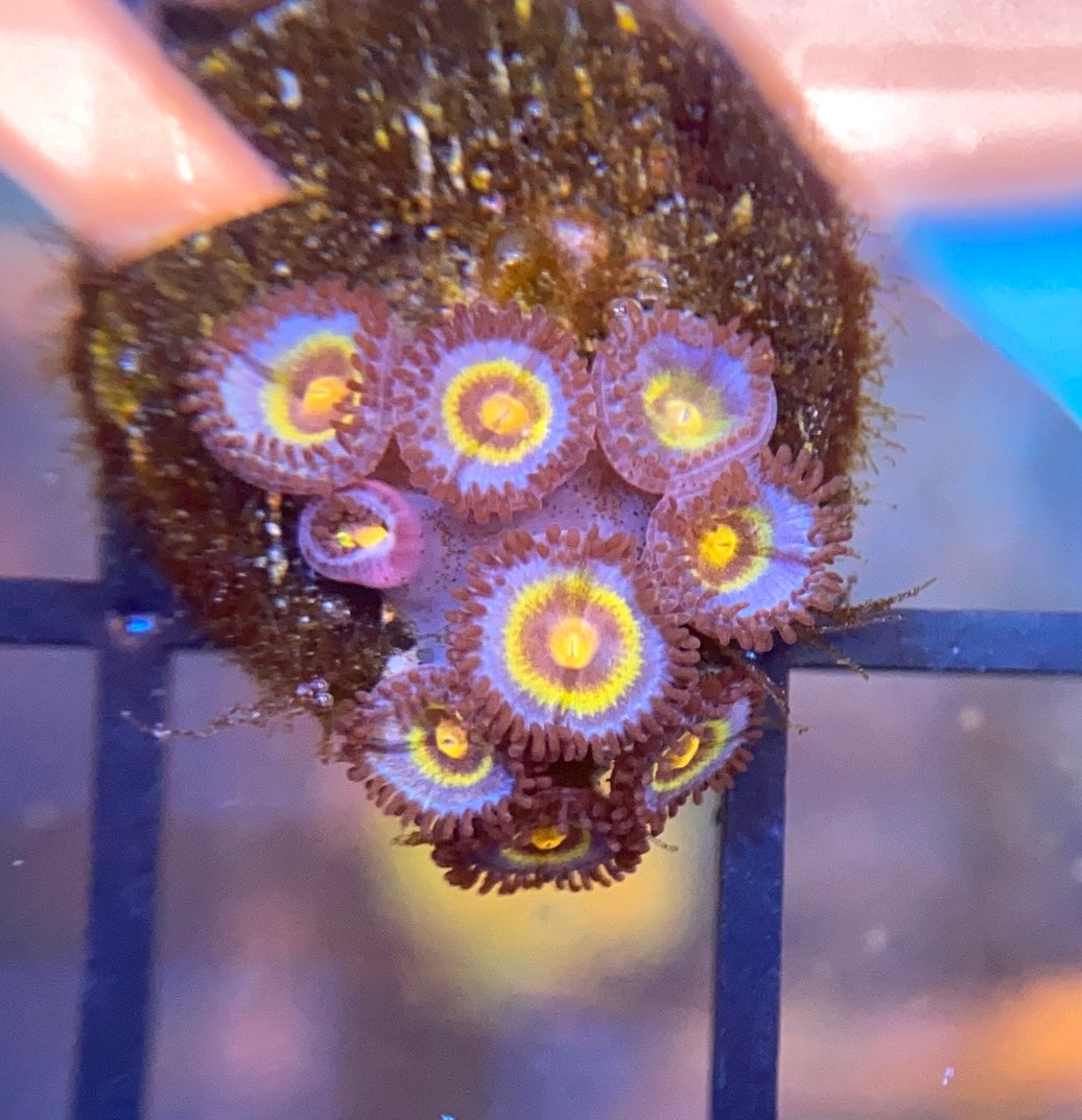 OG Wolverine Zoas
