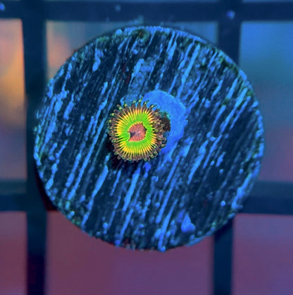 Luigi's Mansion Zoa