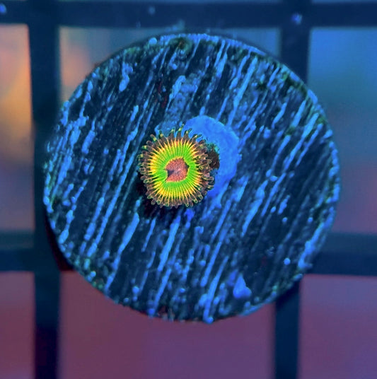 Luigi's Mansion Zoa