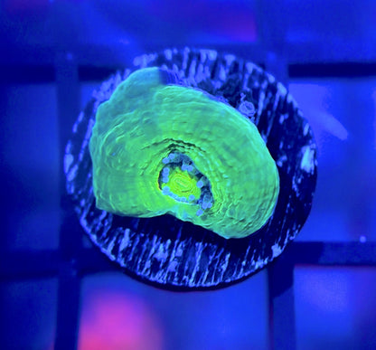 Bleeding Apple Bower