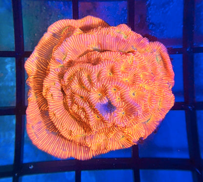 JF Jack-O-Lantern Lepto