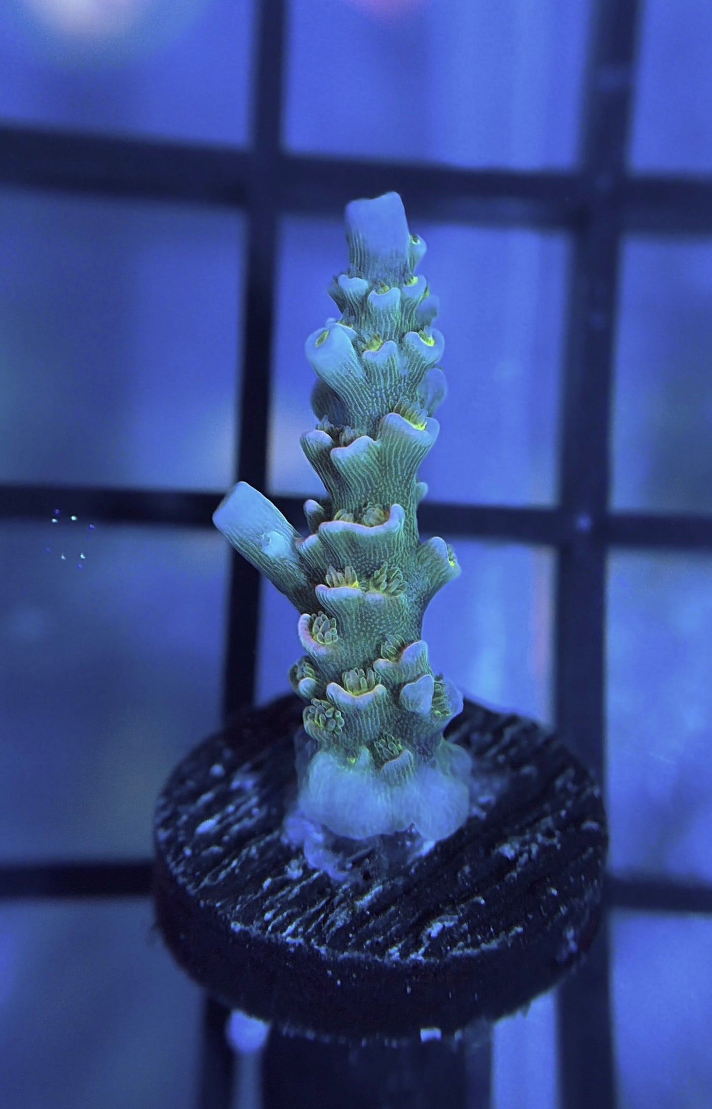 MattV Time Machine Tenuis