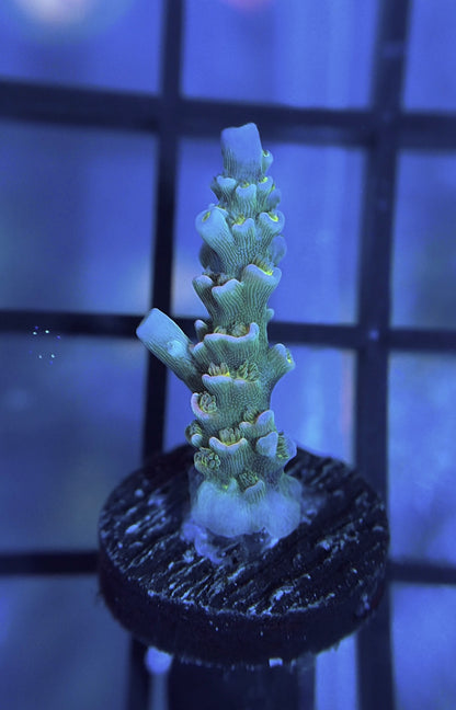 MattV Time Machine Tenuis