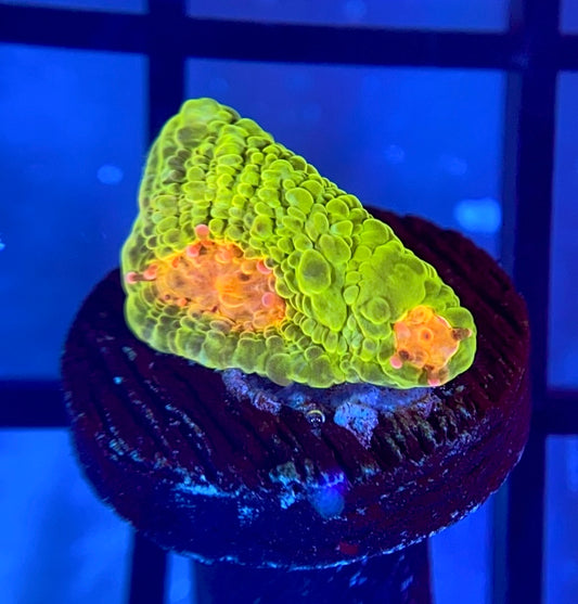 CCA Crayola Meltdown Chalice