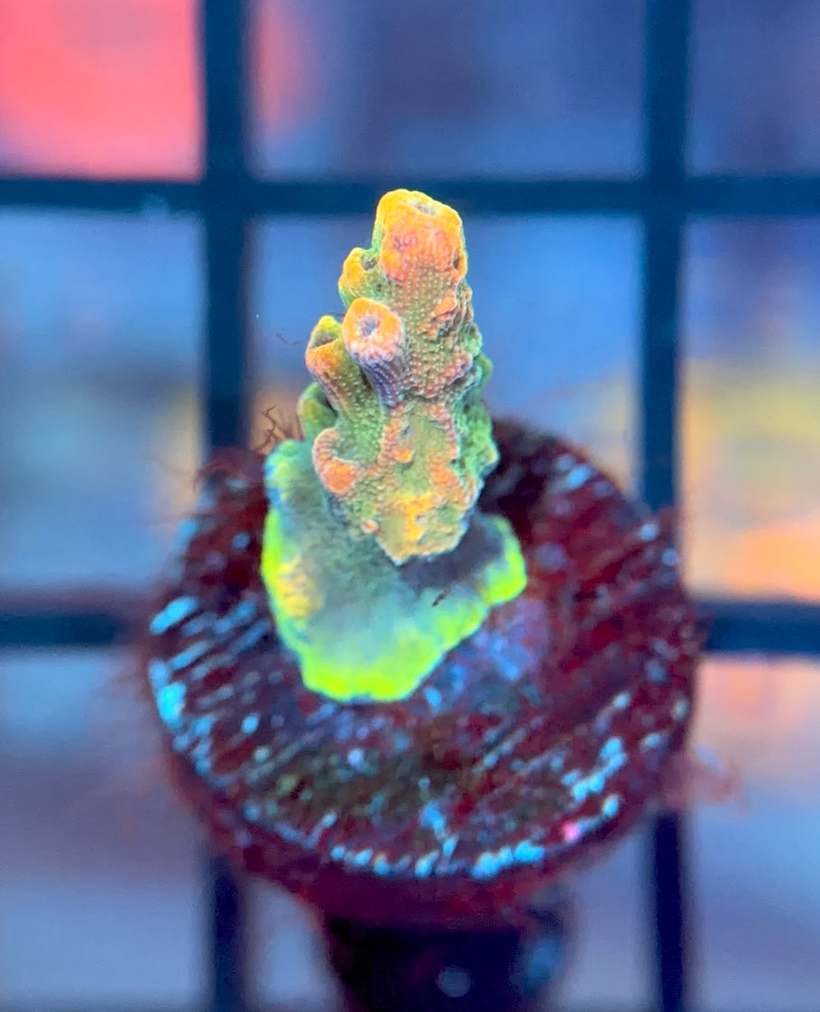 POTO Side Chick Acro