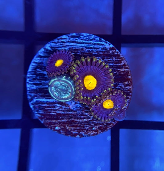 Blue Walter Zoas