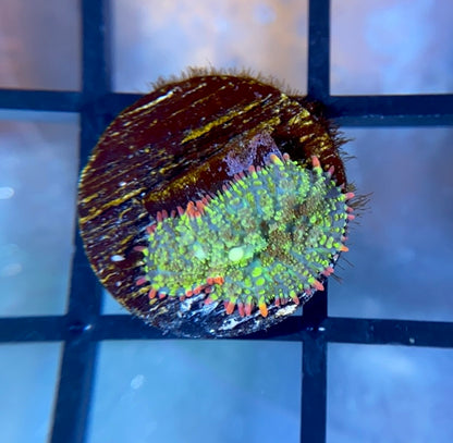 Mardi Gras Bounce Mushroom