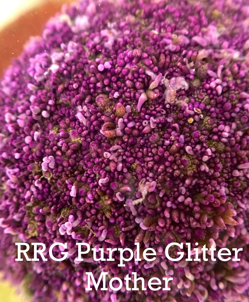 RRG Purple Glitter Goni