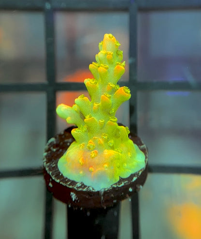 ARC Master Yoda Acro