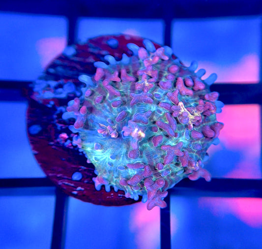 Angel Fire Bounce Mushroom