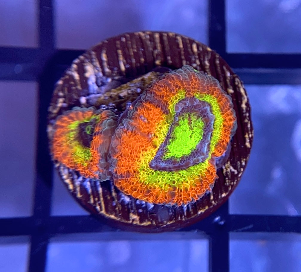 Holy Grail Micromussa