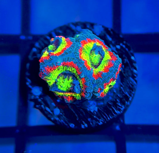 Holy Grail Micromussa