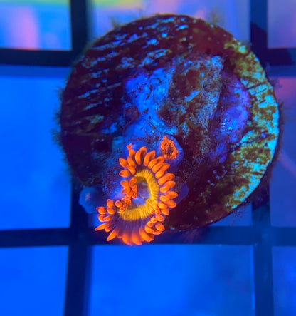 Blue Eyed Blonde Zoas