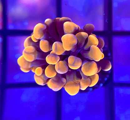 RRG Cinnamon Swirl Hammer