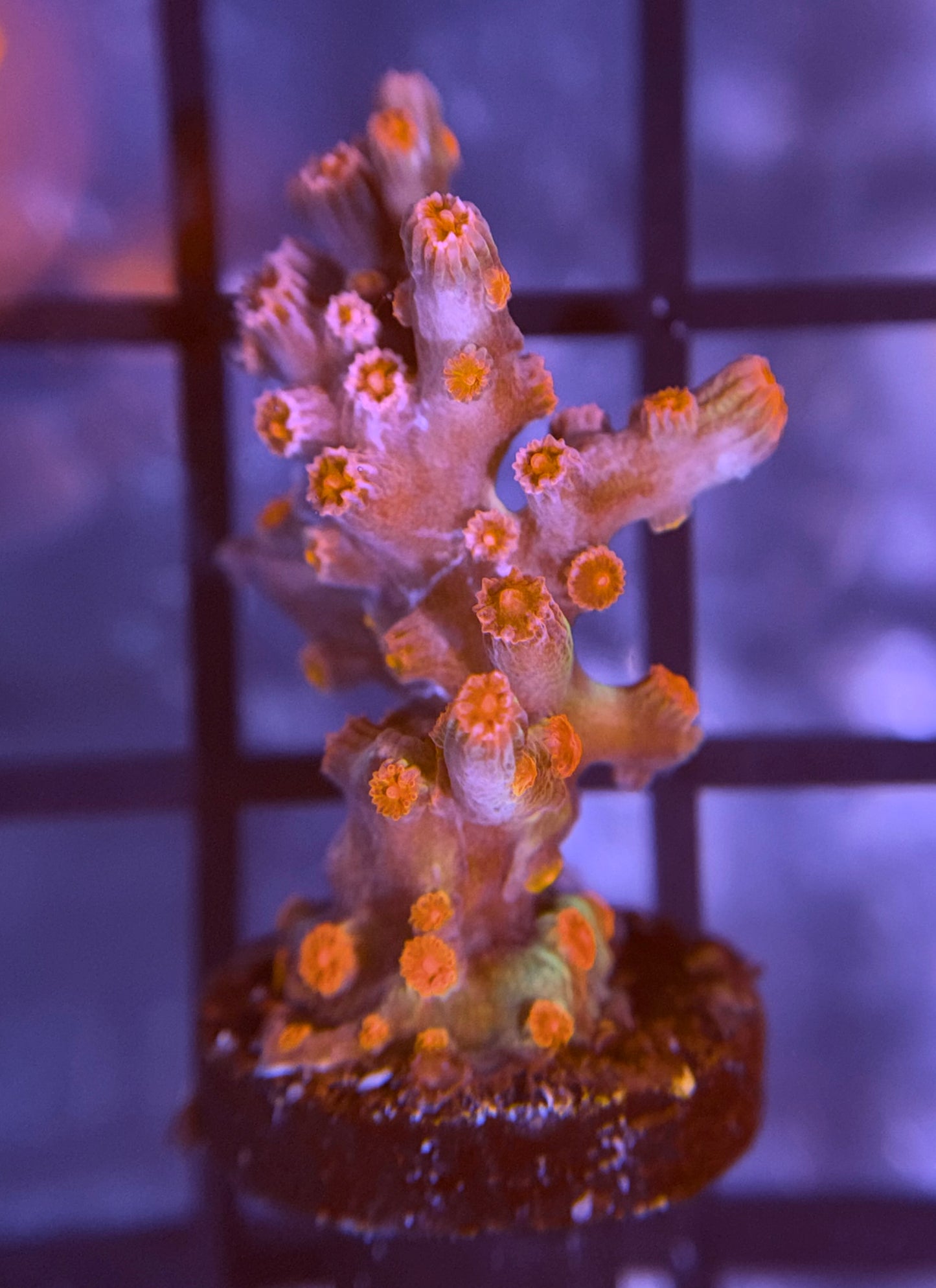 Strawberry Branching Cyphastrea