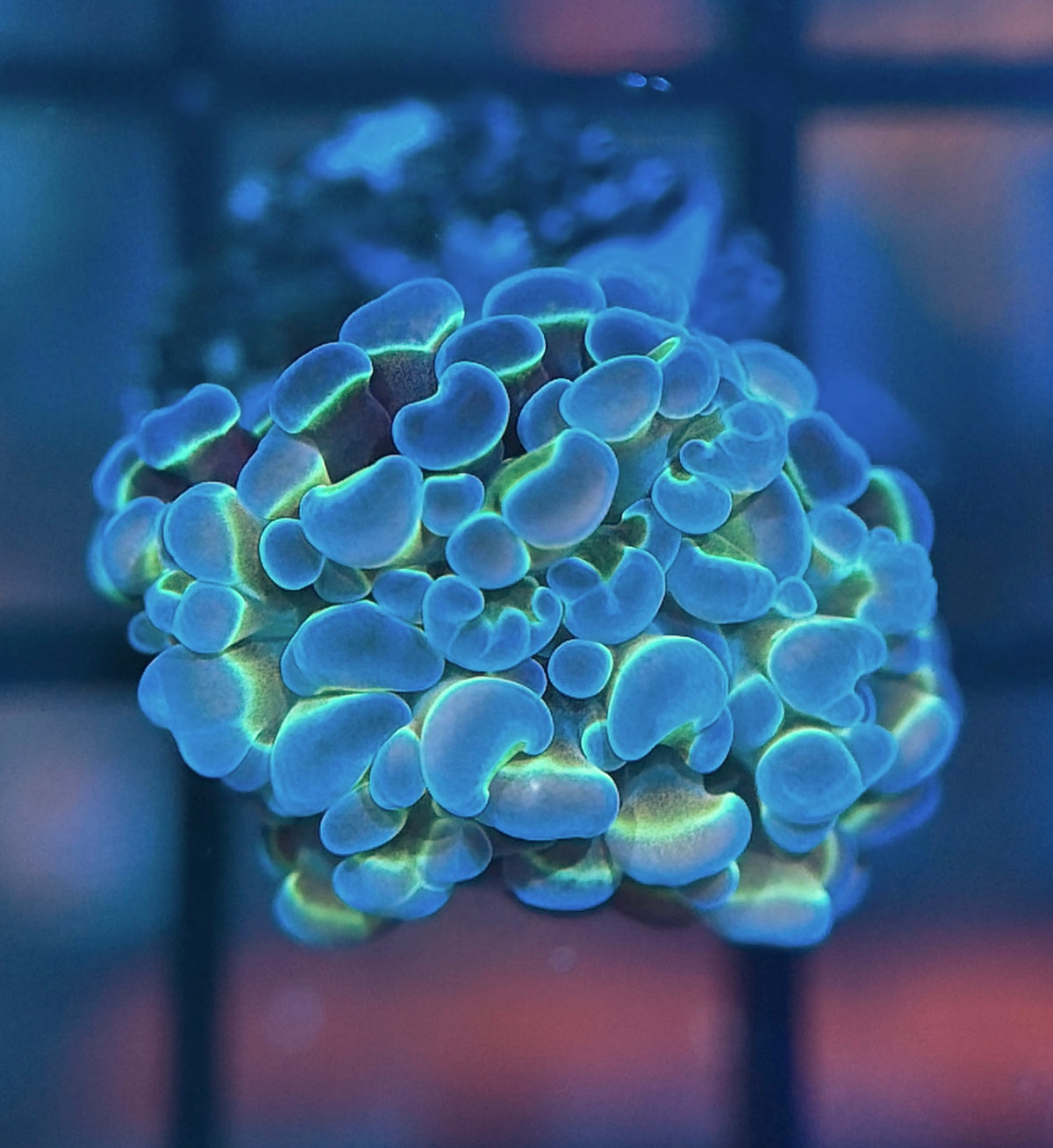 Hologram Hammer