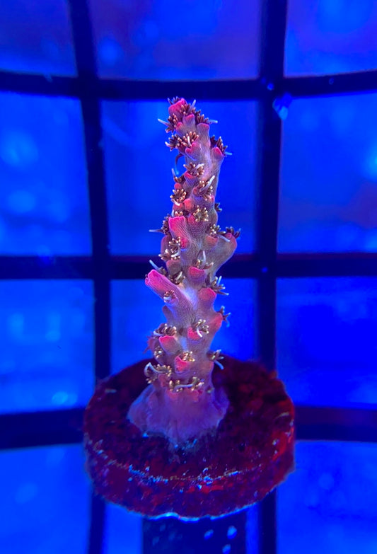 Tyree Pinky the Bear