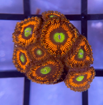 Hyper Phoenix Zoas