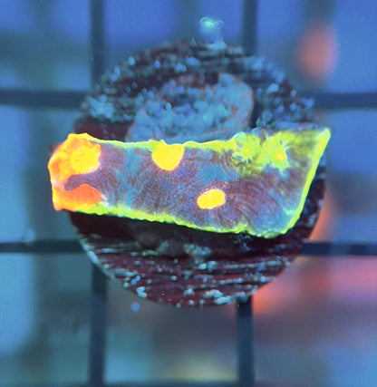 WWC Jellybean Chalice