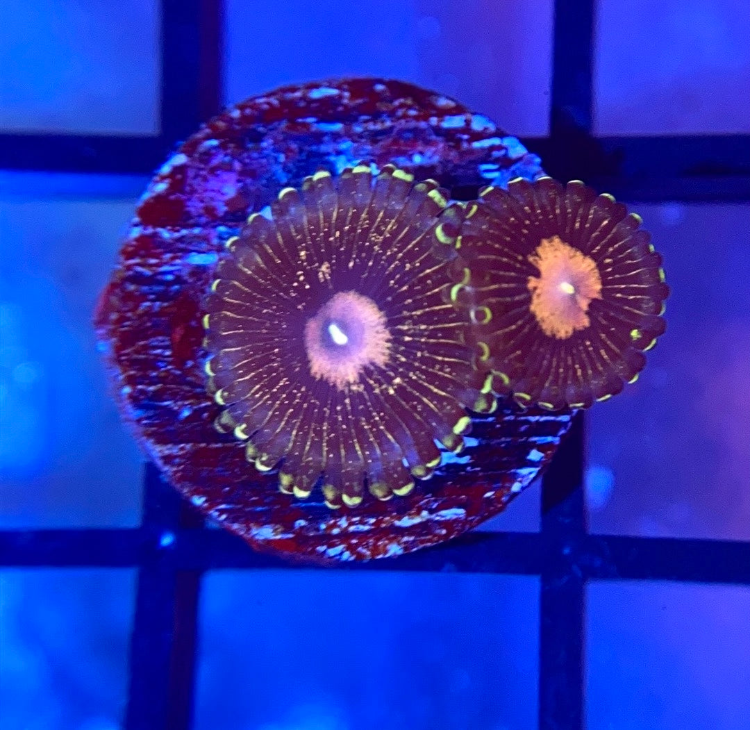 Queen Krakatoa Zoas