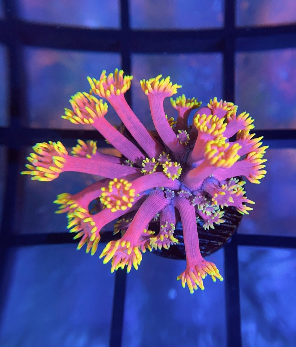 WWC Hollywood Nights Goni