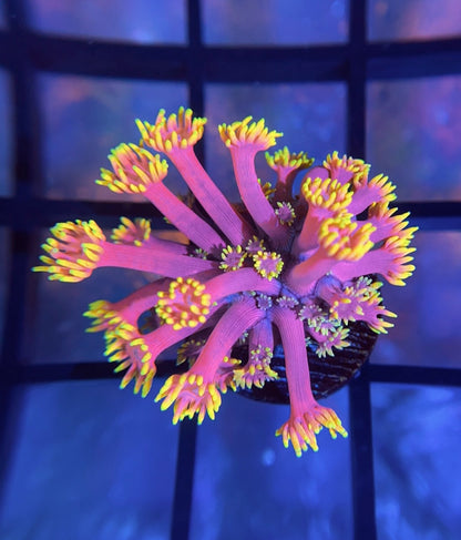 WWC Hollywood Nights Goni