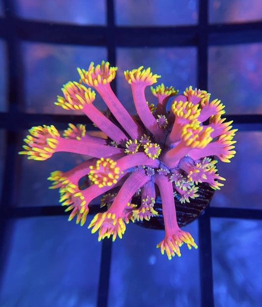 WWC Hollywood Nights Goni