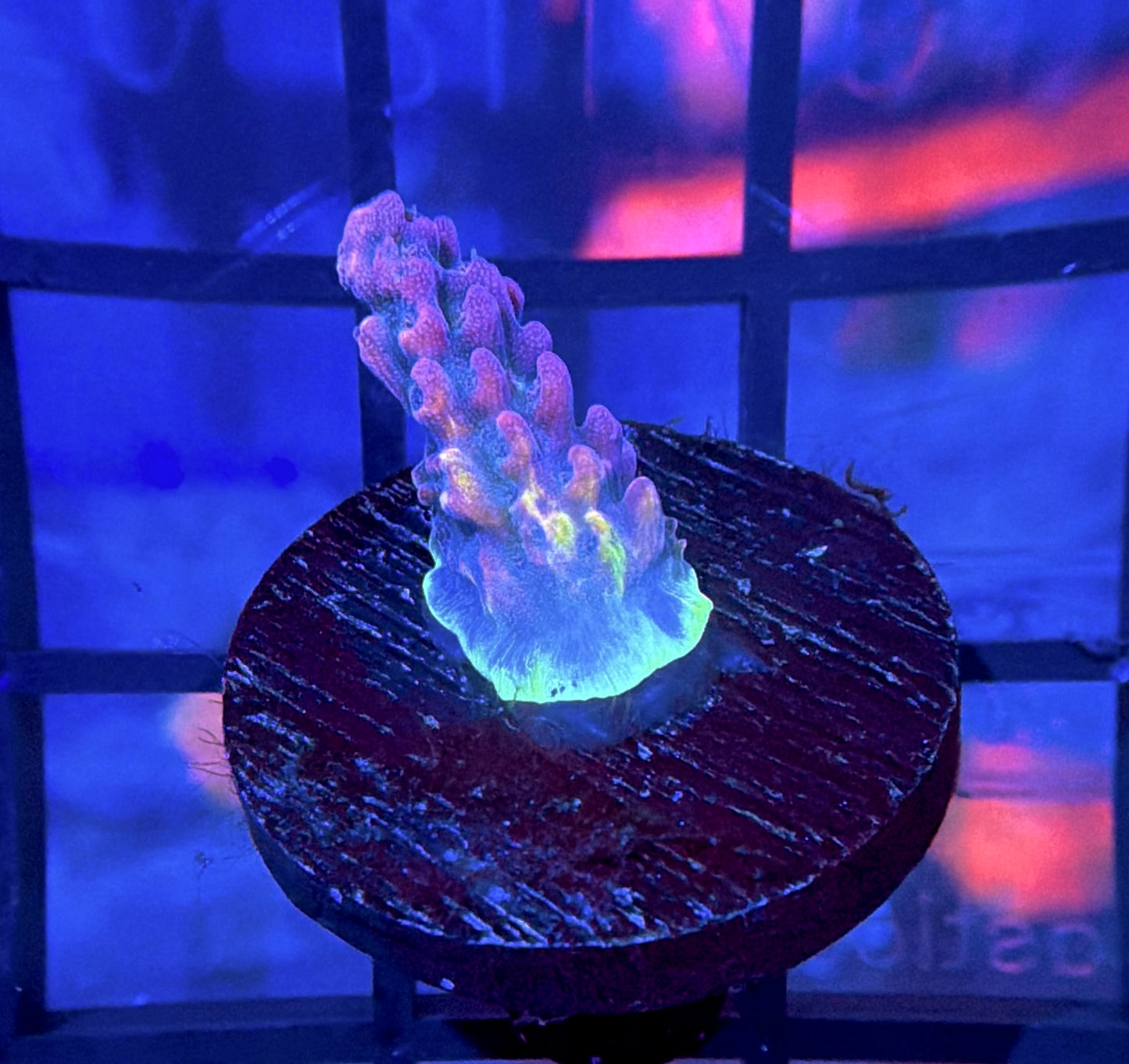 POTO Side Chick Acro